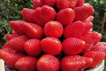 Discover the Charm of Mahabaleshwar: The Crown Jewel of Maharashtra’s Hill Stations